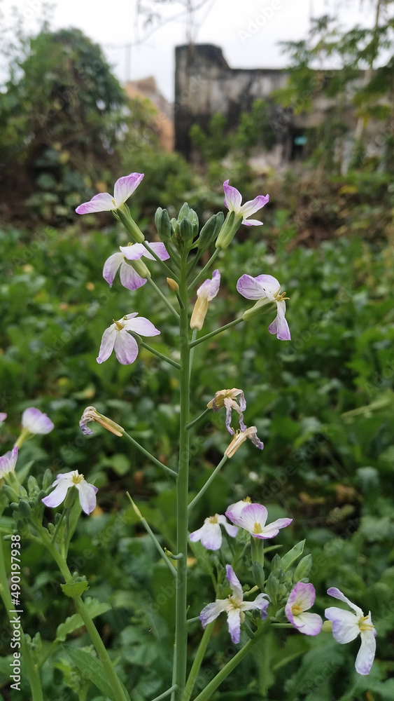 Sticker Wild radish flower. hortensis f. raphanistroides. Raphanus caudatus. Raphanus sativus Linn flower.