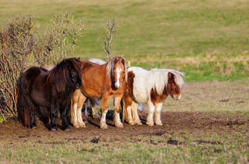 Shetland ponies on the farm