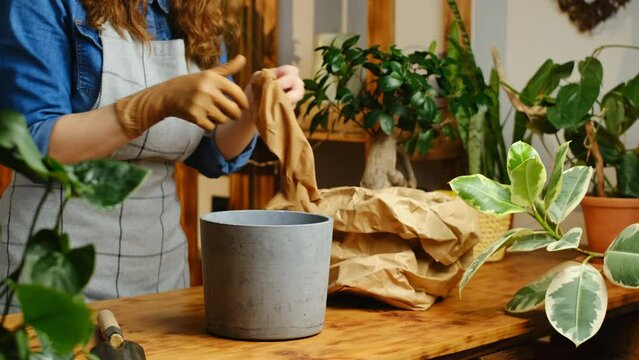 Woman puts on gloves prepares to transplant houseplants. 