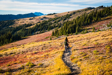 Hiker crossing a red and gold colored meadow in the mountains of Olympic National Park in fall