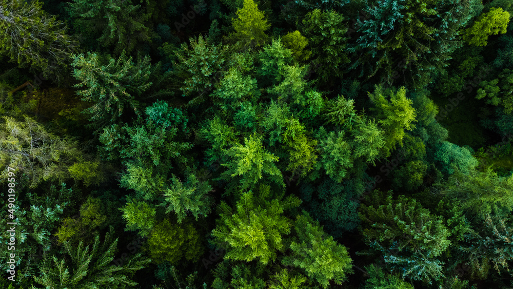 Fototapete Aerial shot of trees with green foliage on a summer day in the forest around Loch Lomond