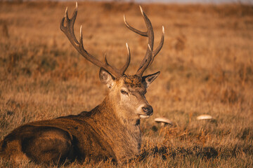 Beautiful shot of a Fallow deer in a forest