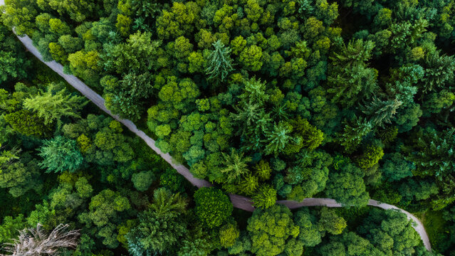 Aerial shot of a path between trees with green foliage in the forest on a summer day in Scotland