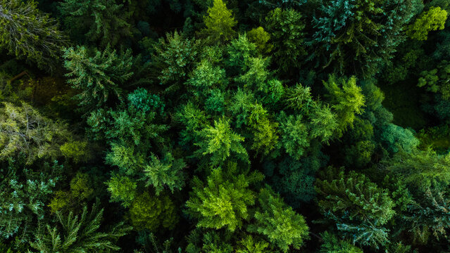 Aerial shot of trees with green foliage on a summer day in the forest around Loch Lomond