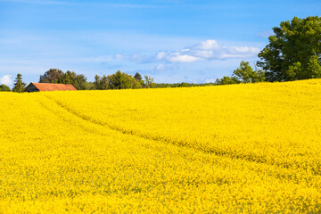 Idyllic Mecklenburg Landscape Impression / Beautiful countryside in springtime with rapeseed field in full bloom - 490198780