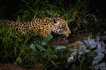 Fierce-looking jaguar hunting during the pantanal wetlands dry season