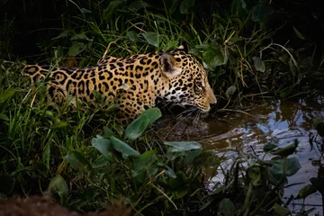 Foto op Plexiglas Fierce-looking jaguar hunting during the pantanal wetlands dry season © Micsmt/Wirestock