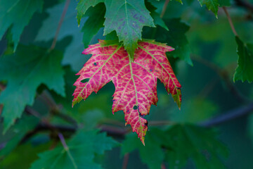 Lone Red Maple Leaf amongst Green Leaves 