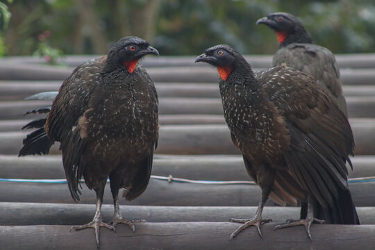 Natural view of three jacu birds
