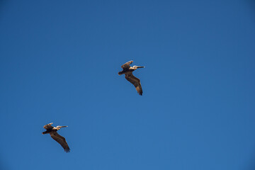Pelicans Aguadilla Beach Puerto Rico