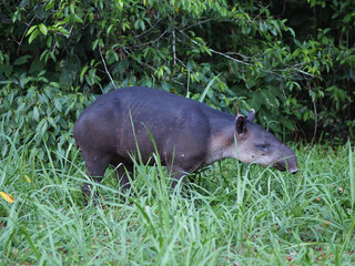 Baird's Tapir  (Tapirus bairdii) in Corcovado National Park, Costa Rica - obrazy, fototapety, plakaty