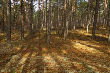 Closeup of a forest in Poland