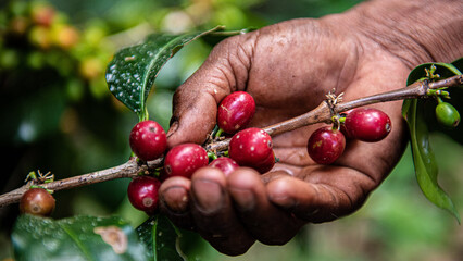 Process of harvesting coffee in Hondo Valle, Dominican Republic - obrazy, fototapety, plakaty