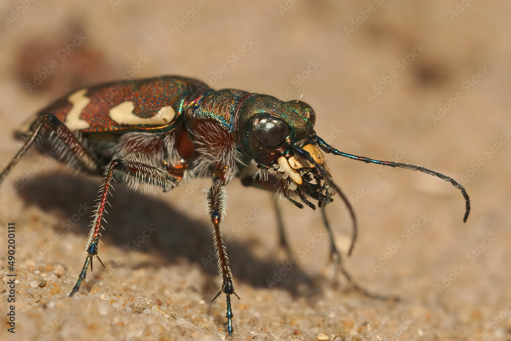 Sticker Facial closeup on the Northern Dune tiger beetle, Cicindela hybrida