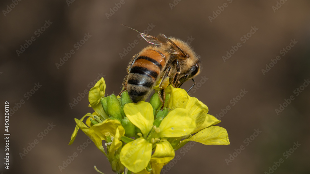 Poster Macro shot of a bumblebee collecting pollen from a yellow flower