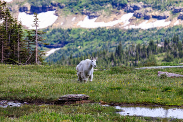 Mountain goat as seen in Glacier National Park in Montana, USA on a sunny day