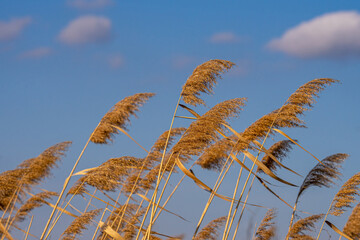 Closeup of Phragmites australis in a field under a blue sky and sunlight on a windy day
