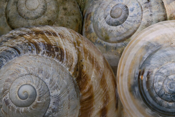 Snail shells - Spiral - Golden ratio - Golde spiral - Texture 3