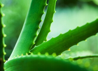 Awesome aloe. Closeup shot of an aloe plant.