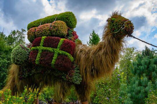 Closeup shot of a topiary of a camel in the forest