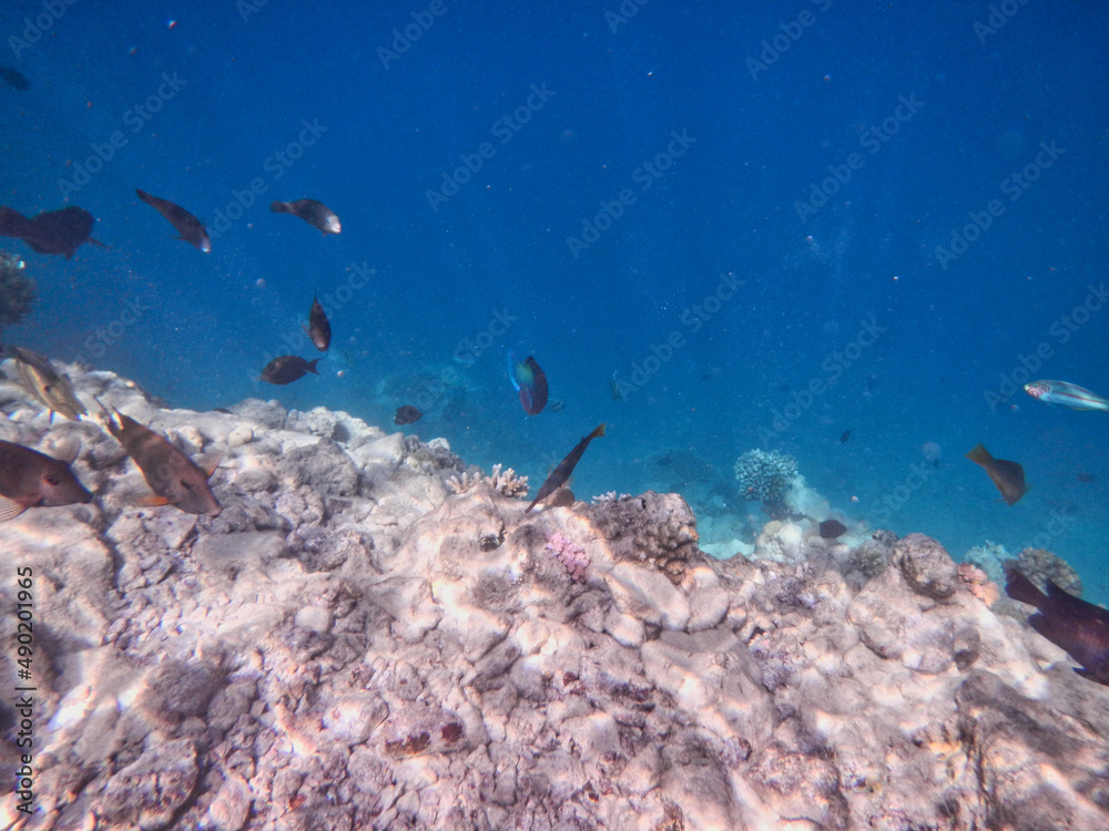 Poster Mesmerizing shot of the world under the ocean