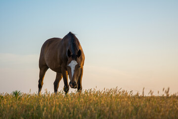 Beautiful brown horse grazing in a field
