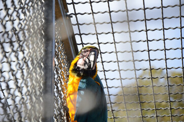 Cute ara (parrot) in a cage © Leif Posner/Wirestock
