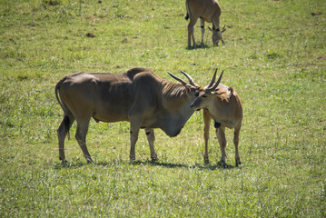Eland's couple in heat ( Taurotragus oryx )
