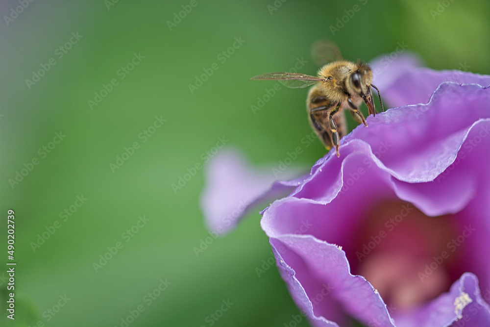 Sticker close-up shot of a bee pollinating a purple flower in the garden on a blurred background