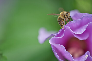Close-up shot of a bee pollinating a purple flower in the garden on a blurred background