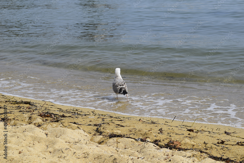 Sticker Beautiful shot of a cute gull walking on the water