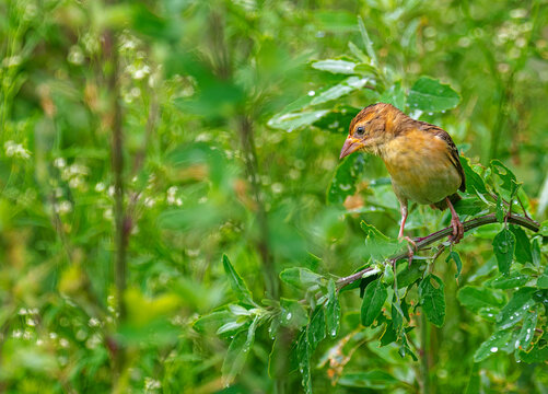 Closeup shot of a western nightingale perched on a tree branch on a green foliage background