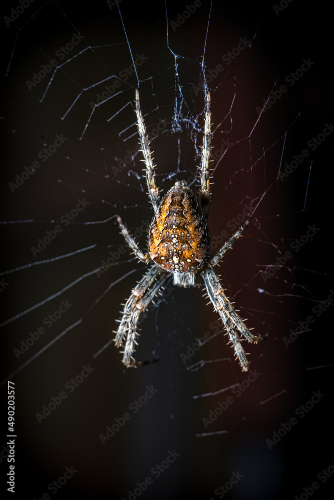 Wall mural Selective focus shot of a spider in its natural environment