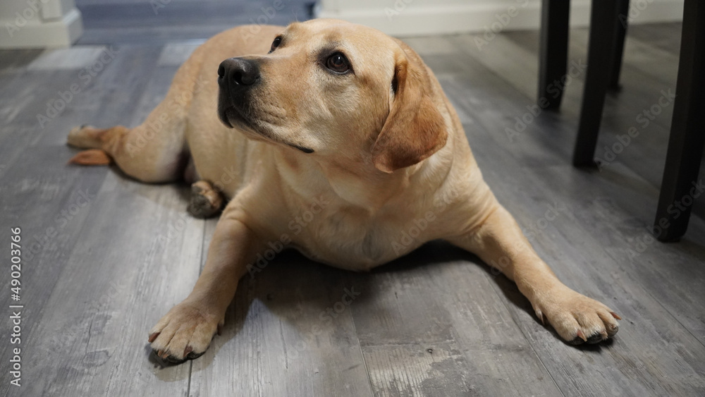 Canvas Prints Closeup of an adorable Labrador lying on the wooden floor