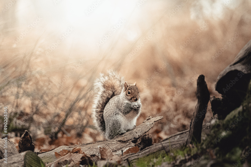 Sticker Closeup shot of a cute squirrel in the forest