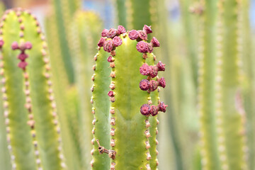 Closeup of Euphorbia Canarys