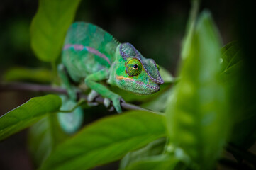 Closeup of a panter chameleon in Madagascar © Andrea Ferrari1/Wirestock