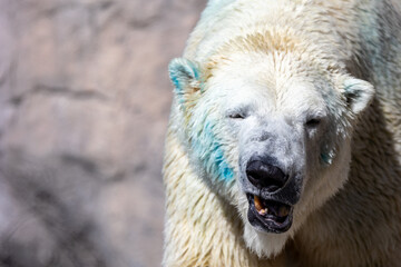 Shallow focus shot of a growling polar bear