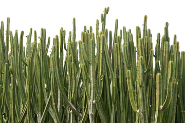 Closeup of Euphorbia Canary