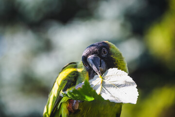Funny nanday parakeet with a leaf in its beak