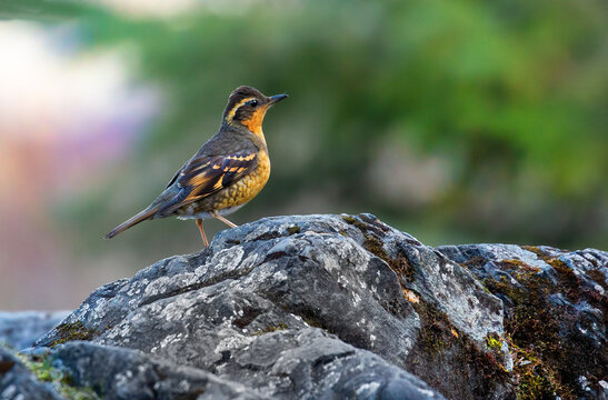 Varied Thrush On Rock.