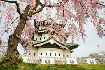 Hirosaki-jo castle in cherry blossom season