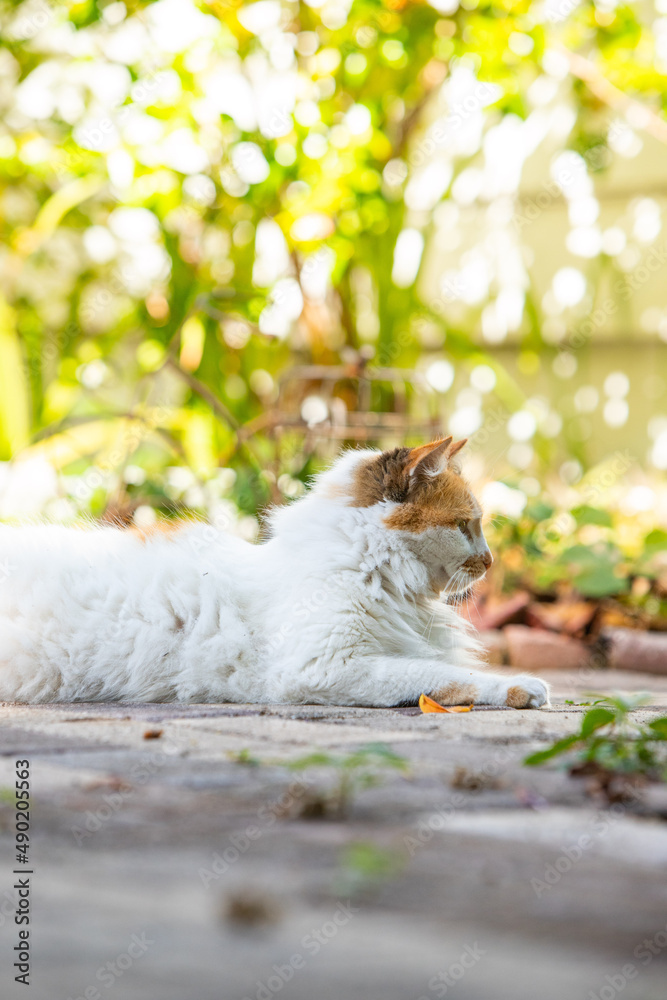 Wall mural Beautiful shot of a red and white cat resting on a ground