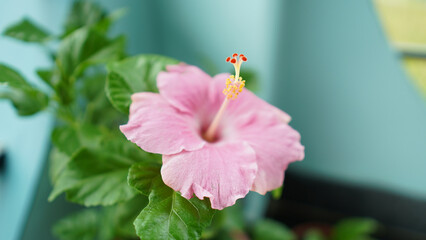 Close-up shot of a beautiful fragrant pink flower