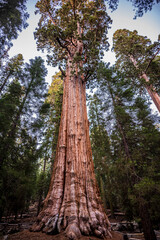 Vertical shot of tall sequoia trees in a forest