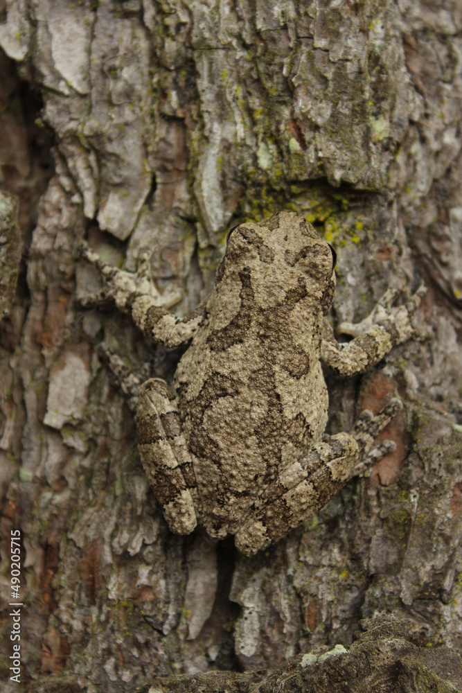 Canvas Prints Vertical shot of a gray tree frog Hyla chrysoscelis on a pine tree in