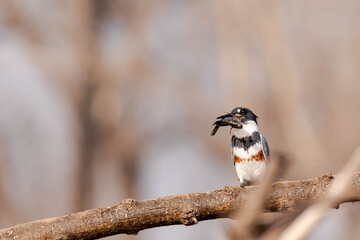 Selective focus shot of a perched Pied kingfisher