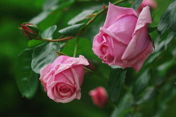 薔薇