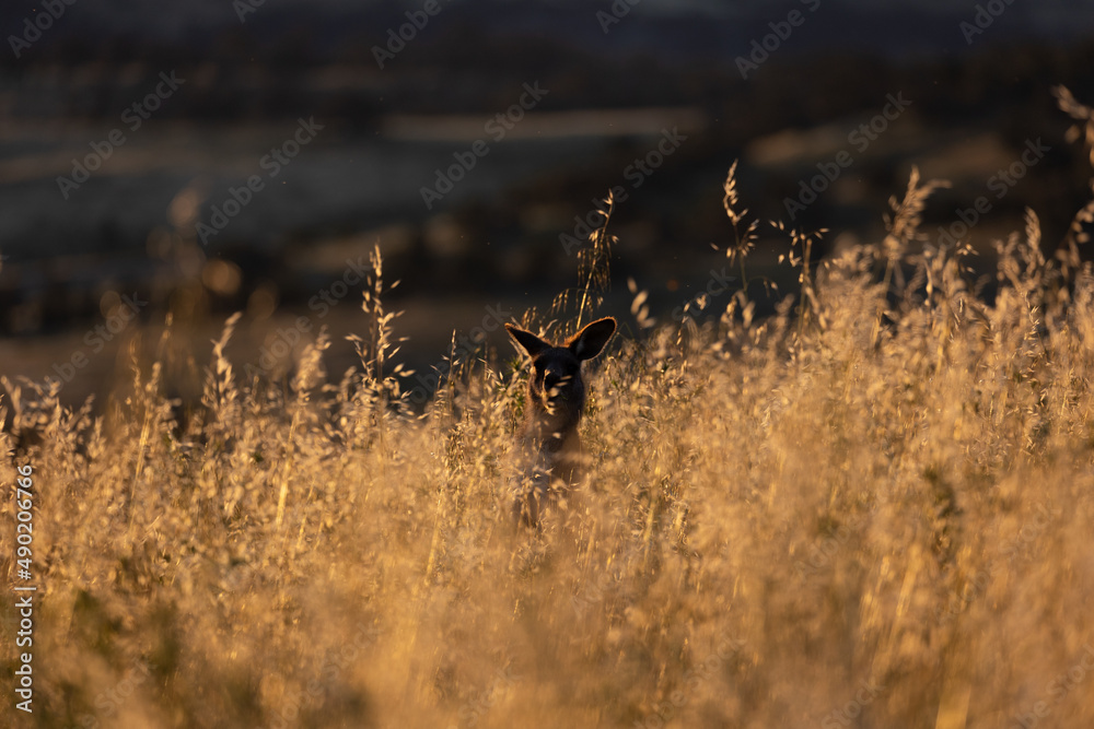 Wall mural Kangaroo in long yellow grass at sunset