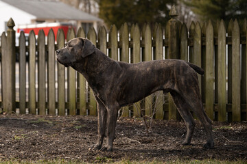 Selective focus shot of staffordshire bull terrier